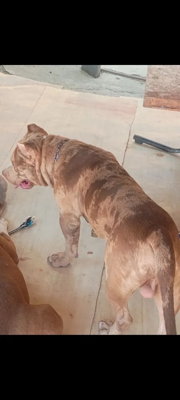 Cachorro  - Foto 4