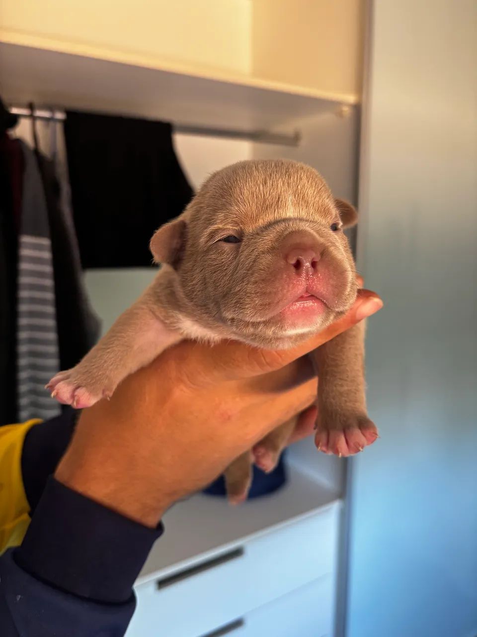 Filhote American Bully  - Foto 3