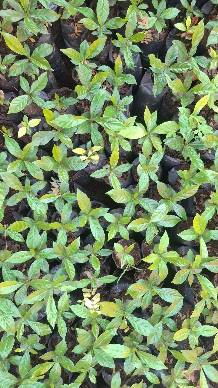 Mudas de Café Catuaí  - Foto 2