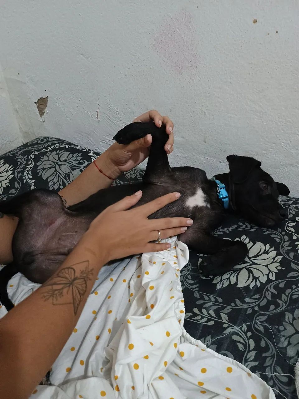 adoção  - Foto 5