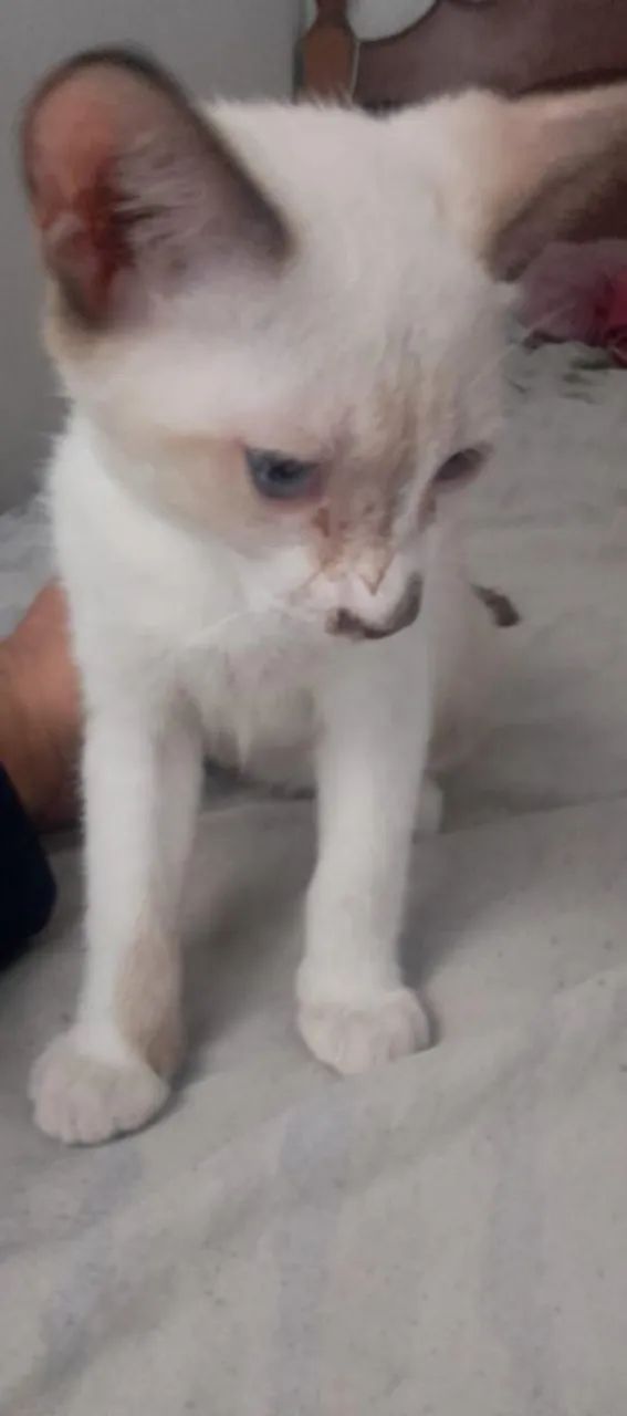 Gato para adoção - Foto 3