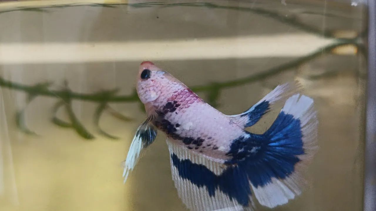 Peixe ornamental Betta - Foto 2