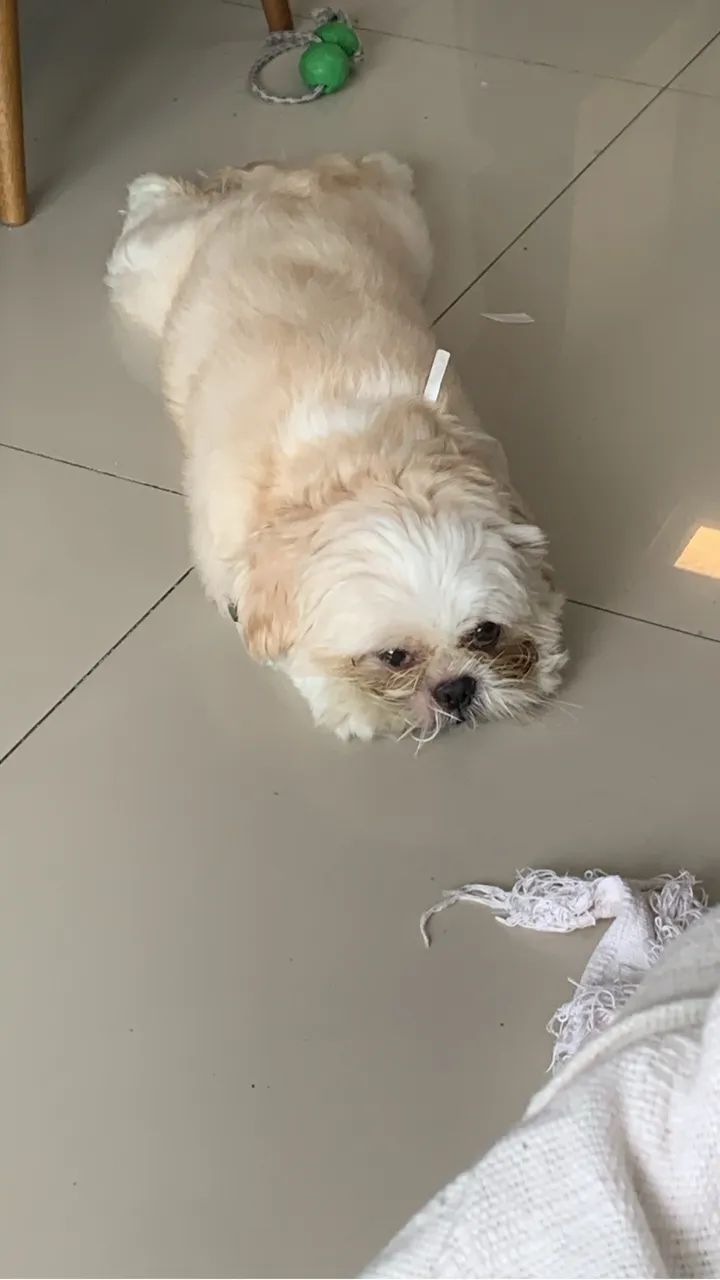 Shih tzu macho para Cruzar - Foto 2