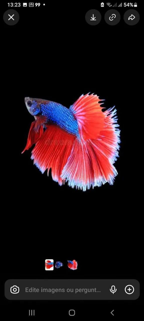 Betta - Foto 2