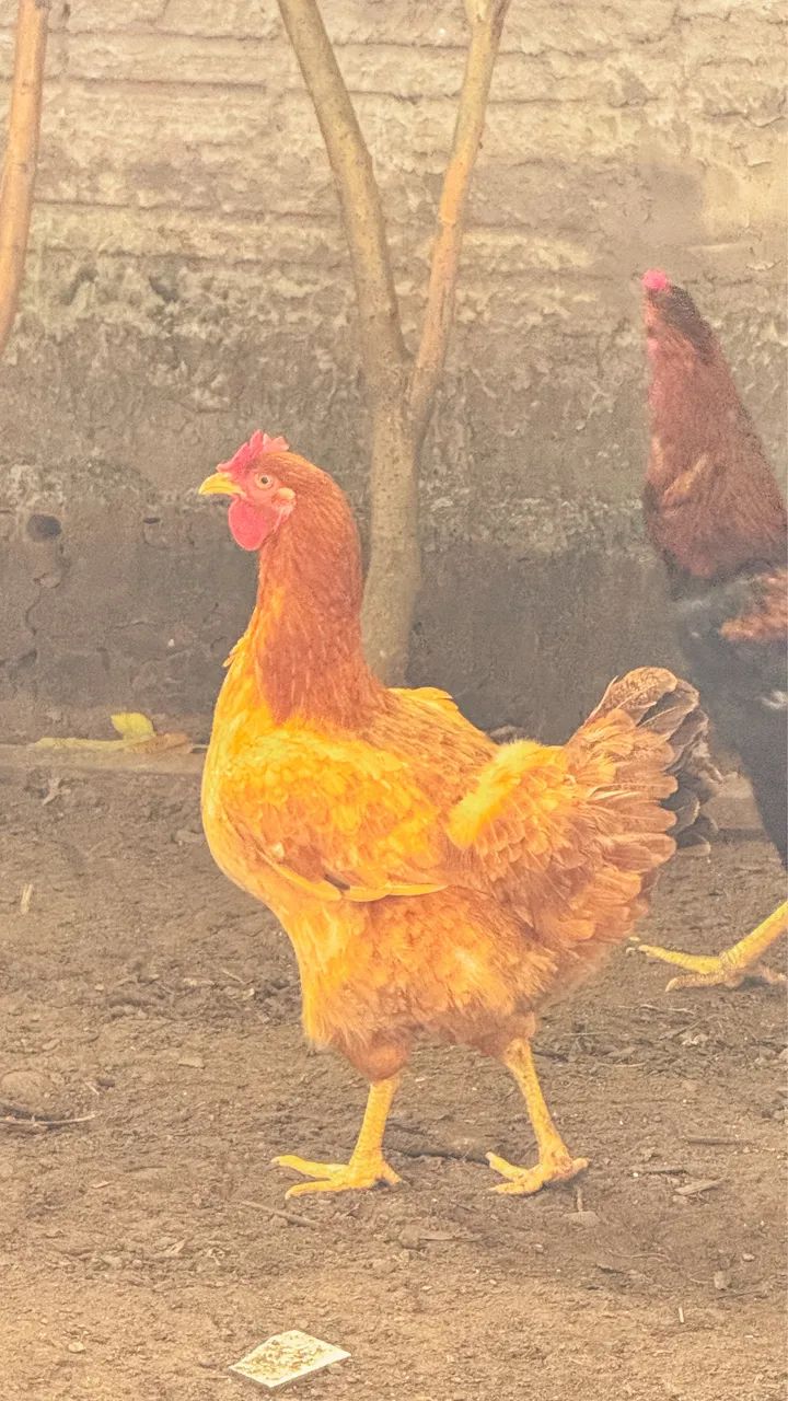 GALOS E GALINHAS CAIPIRAS  - Foto 2