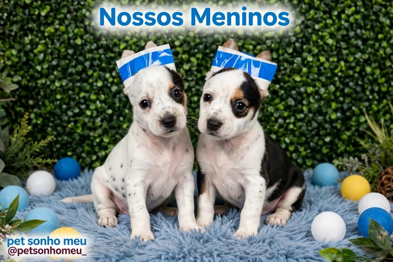 Pinscher miniaturas  - Foto 3