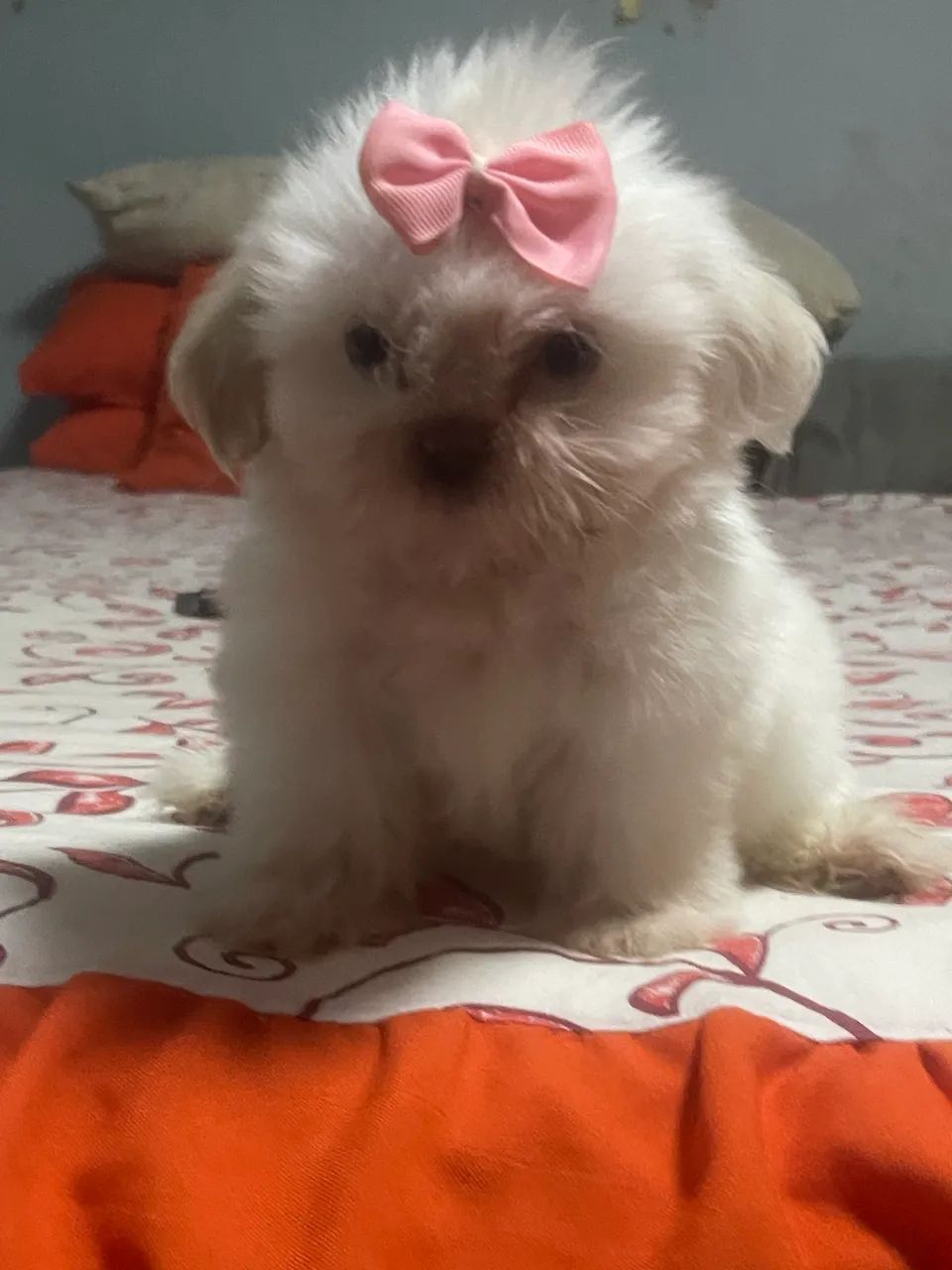 venda de  filhote de  shihtzu - Foto 3