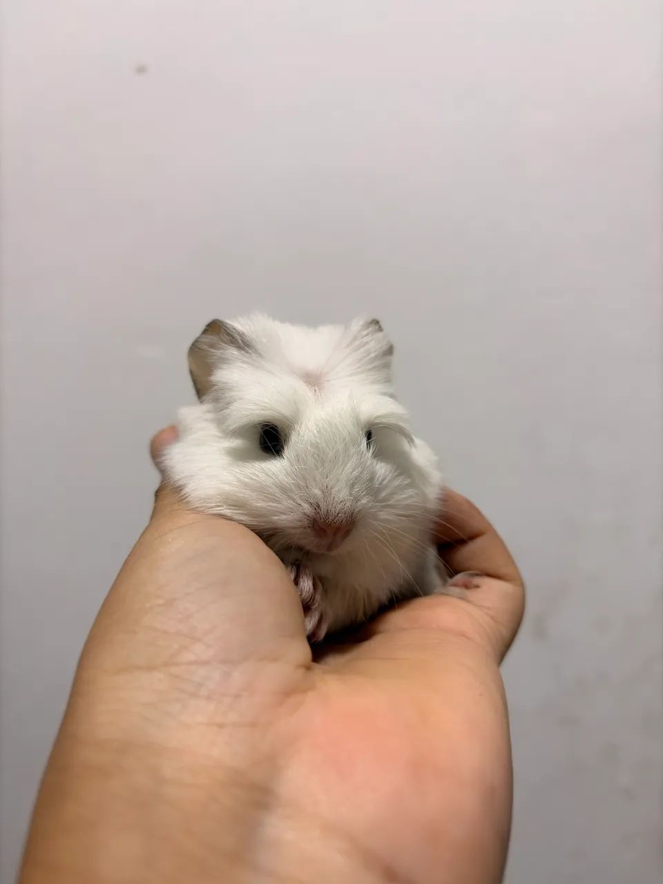 MACHO- PORQUINHO DA ÍNDIA CORONET BRANCO
