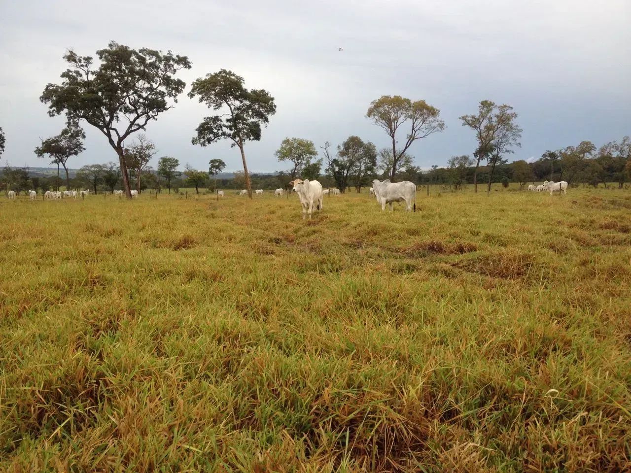 COD375- Fazenda 300 HECTARES em BONITO /MS. - Foto 4