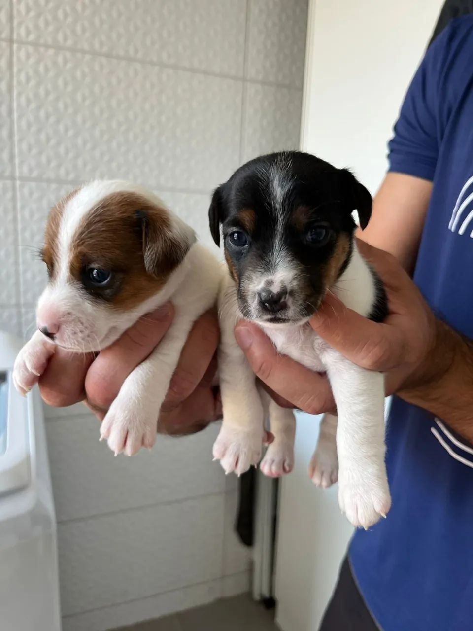 JACK RUSSELL TERRIER - Foto 3
