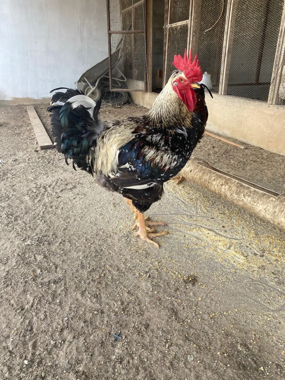 Galo balão  - Foto 5