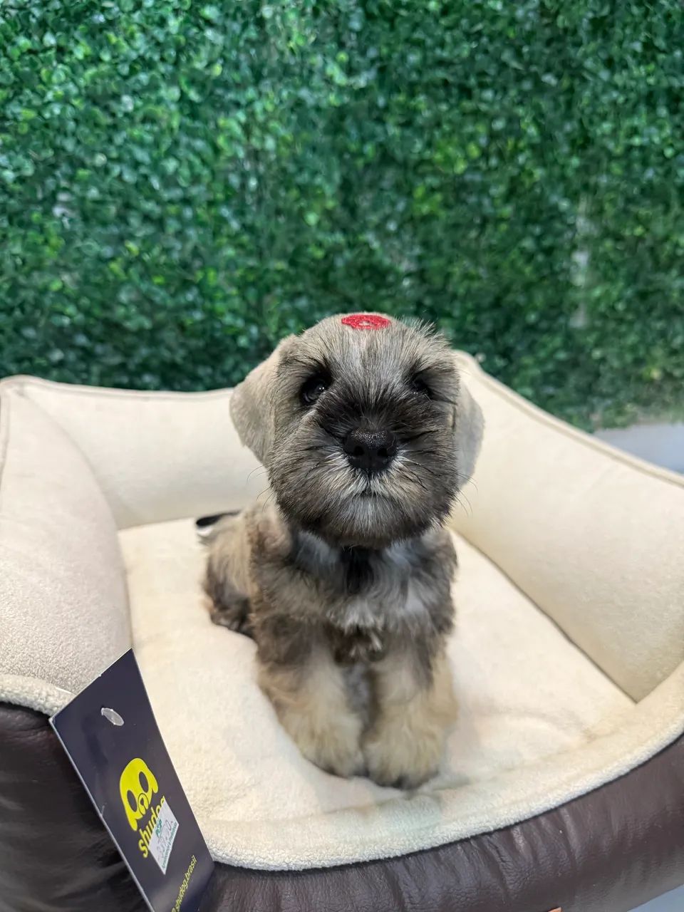 Filhotes de Schnauzer mini  - Foto 2