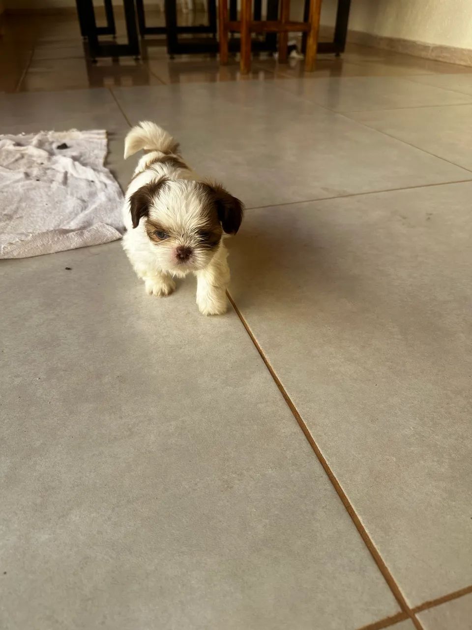 Shih Tzu - Foto 4