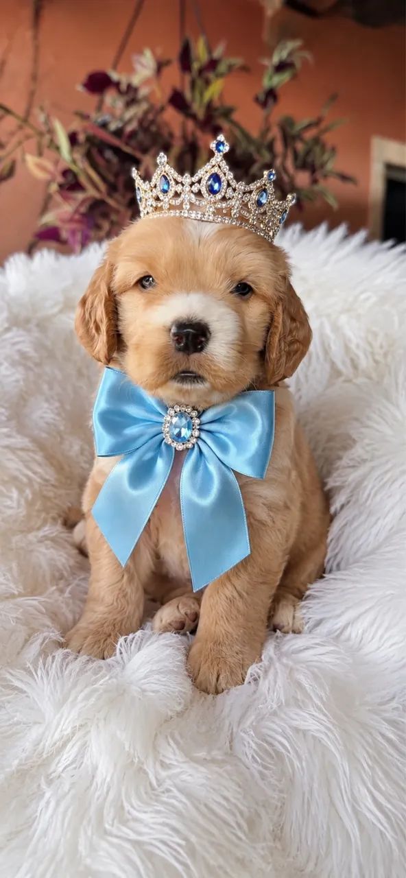 Cocker Spaniel inglês. Parcelamos e damos garantia 