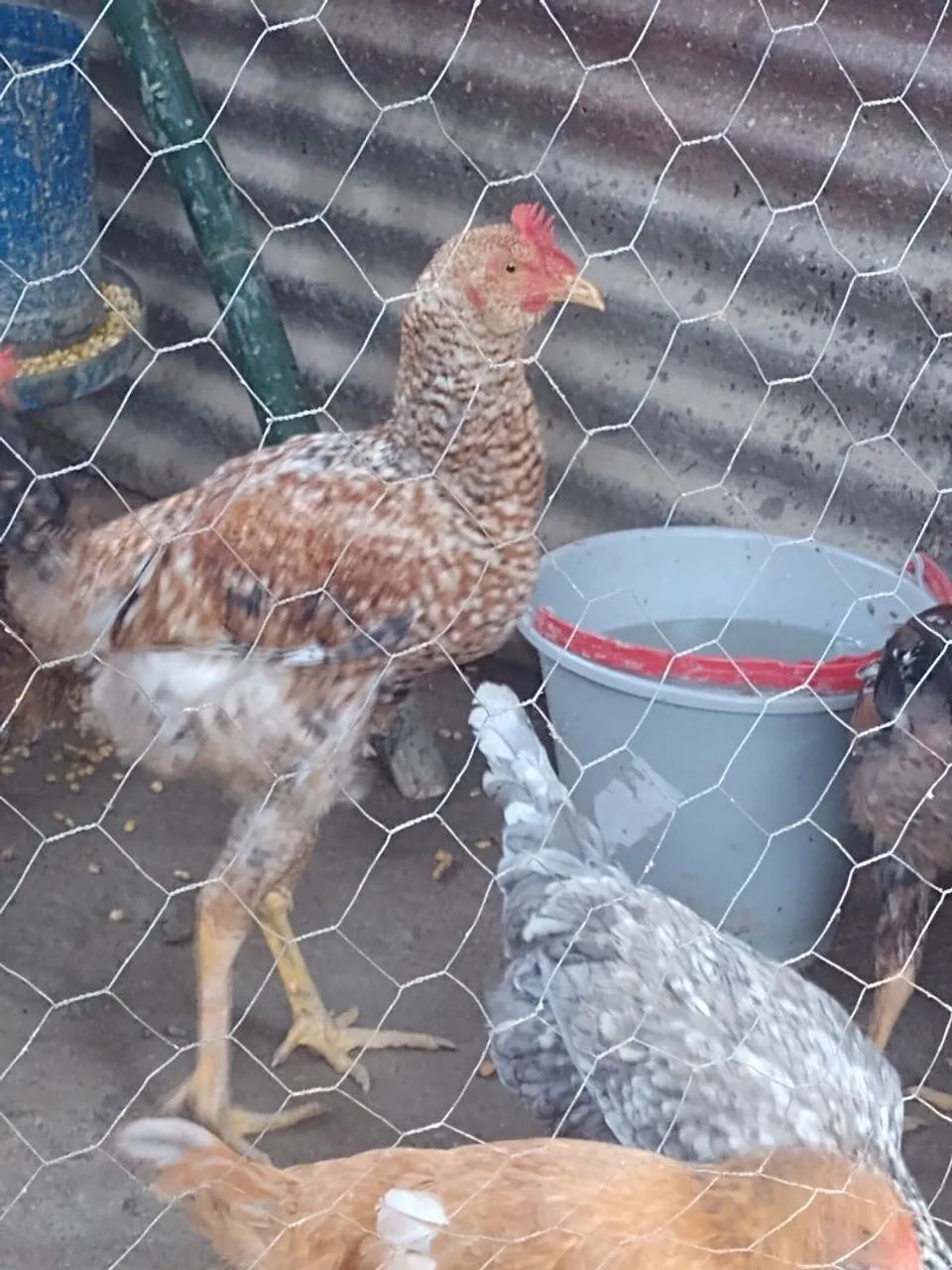 Frangos mestiços músicos e caipirao gigante  - Foto 3