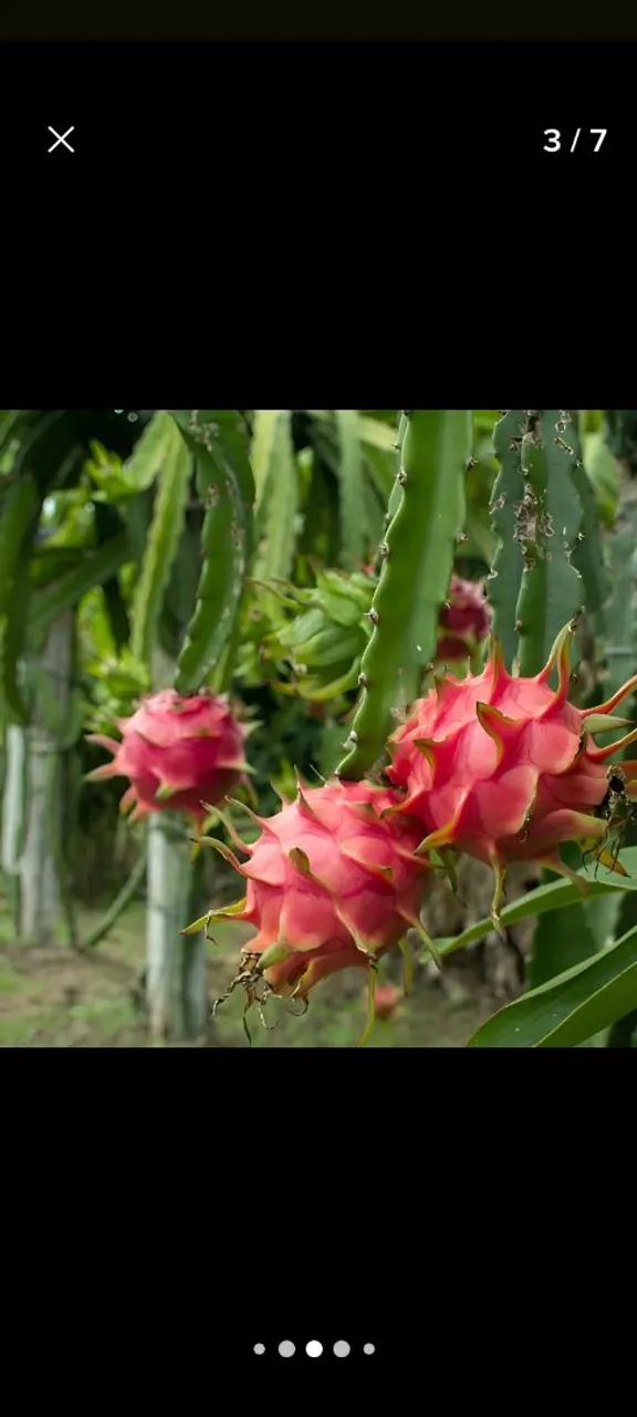 Mudas de pitaya  - Foto 5