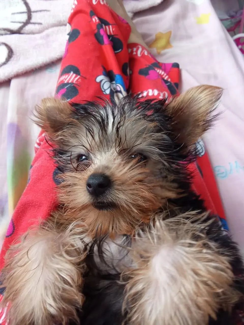 Yorkshire Cachorrinhos disponíveis com qualidade