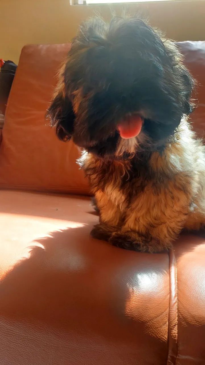 Filhote Shihtzu - Foto 2
