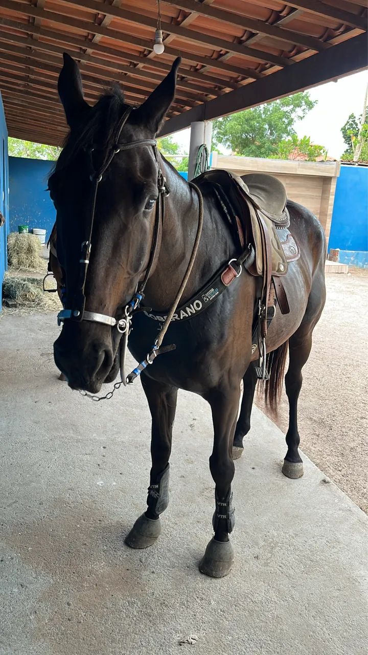 cavalo de direita  - Foto 2
