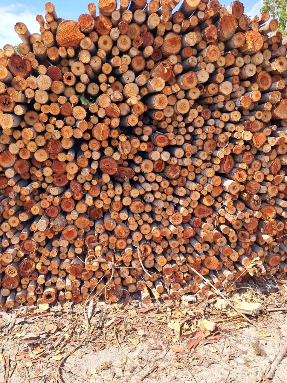 Lenha de Eucalipto  - Foto 3
