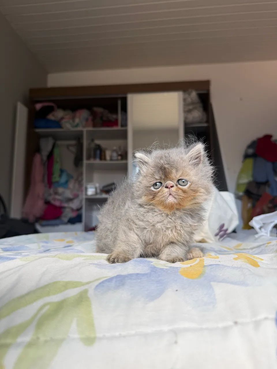 Filhote de gato persa 
