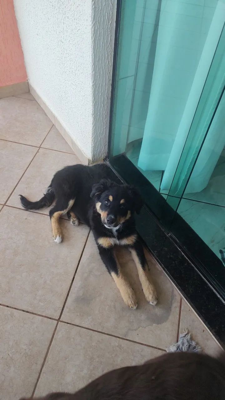 Doação de Boder collie  - Foto 3