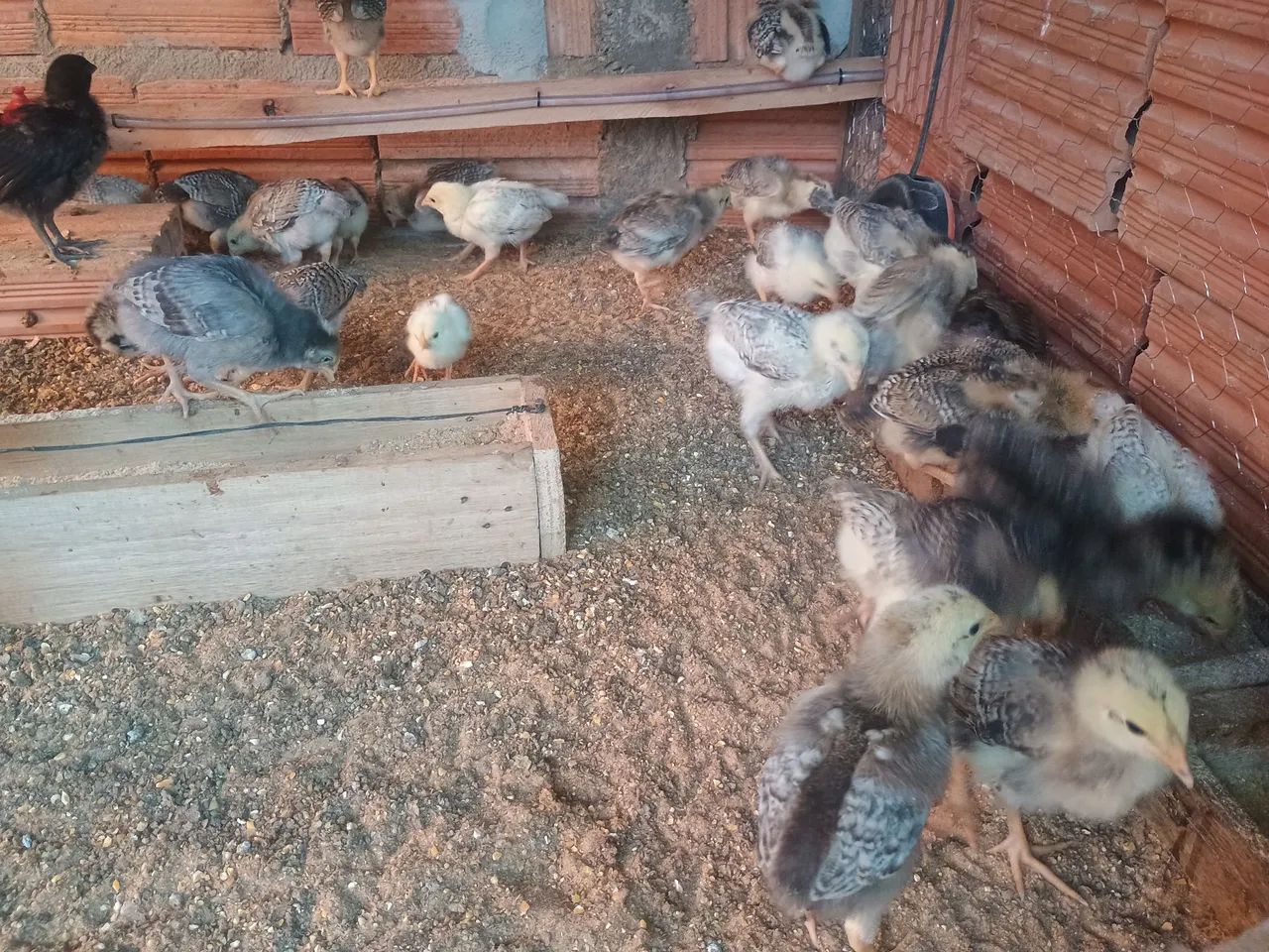 Pintinhos Caipira índio charrua  - Foto 3