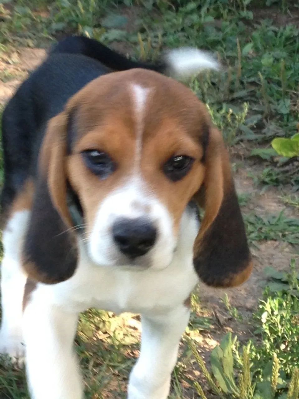 Beagle lindo e docil