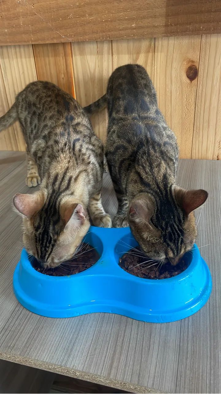 Gatos - Foto 3