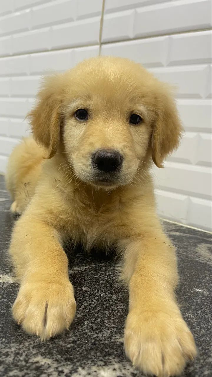 Golden Retriever  - Foto 2