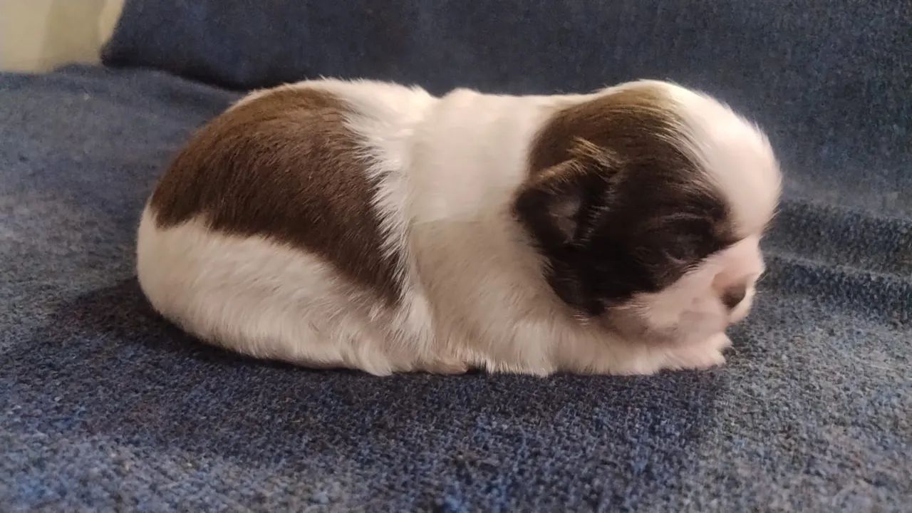 Shihtzu 