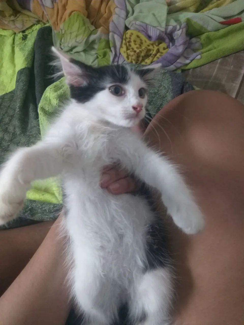 Gatinhas pra doação  - Foto 2
