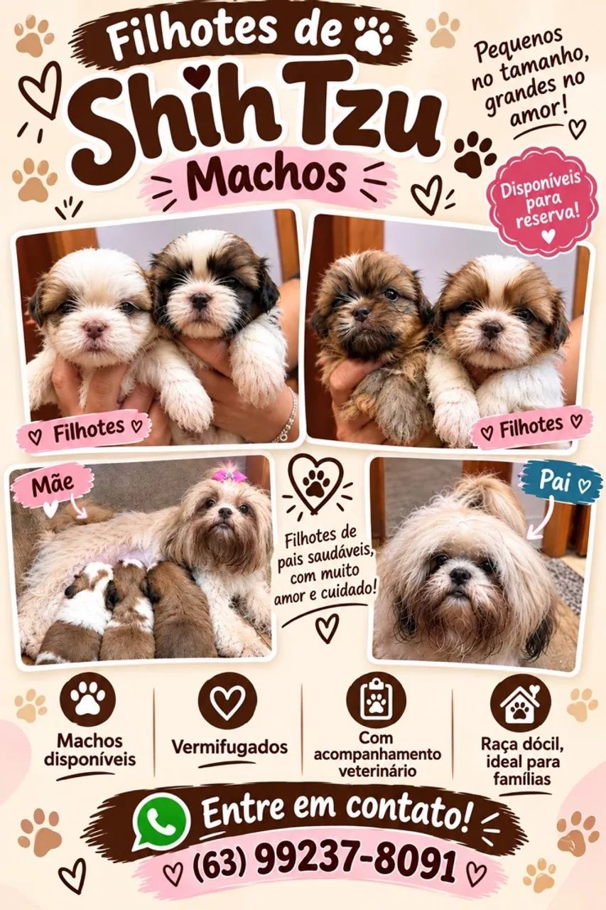 Filhotes machos de Shitzu