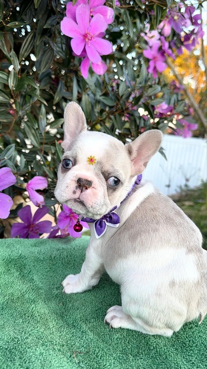 Bulldogue francês  - Foto 3