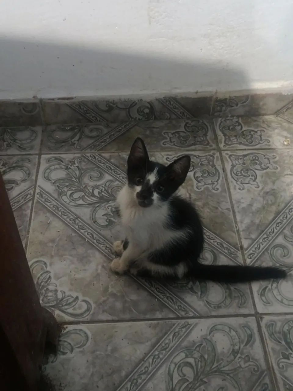 Doação de gatos 