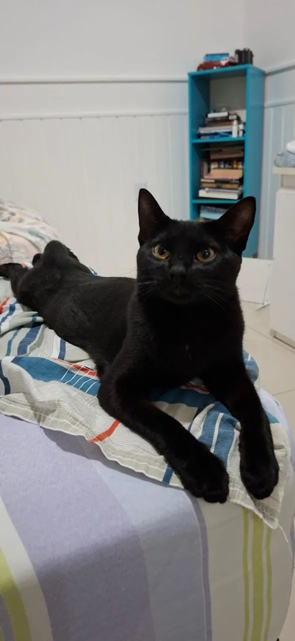 Gato preto perdido