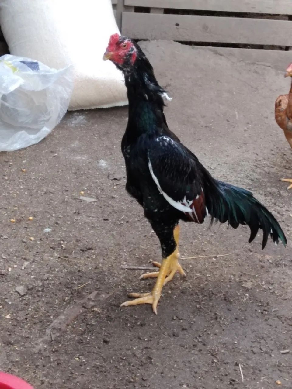 Galo Indio  - Foto 2