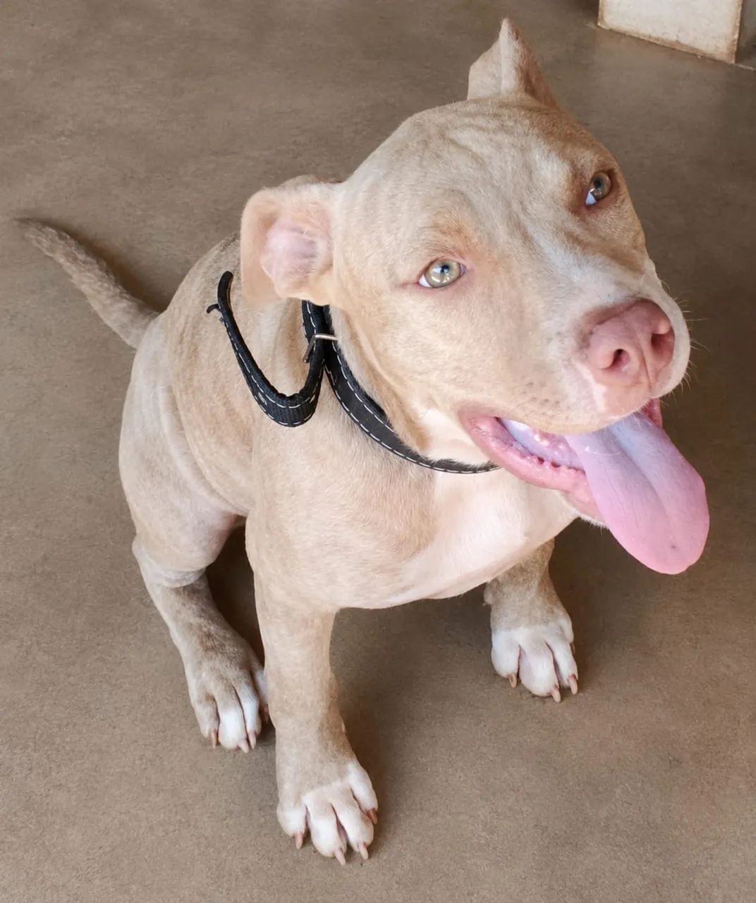 Pitbull um macho e uma fêmea com 5 meses  - Foto 5