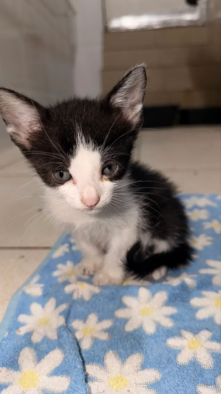 Doação de gatinhos - Foto 2