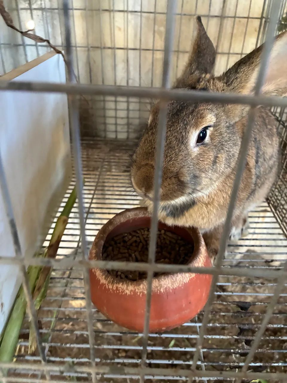 Coelhos - Foto 3