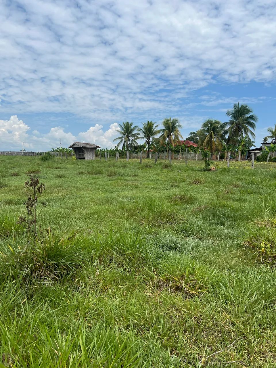 20 Alqueires A VENDA em Cacoal RO - Foto 2