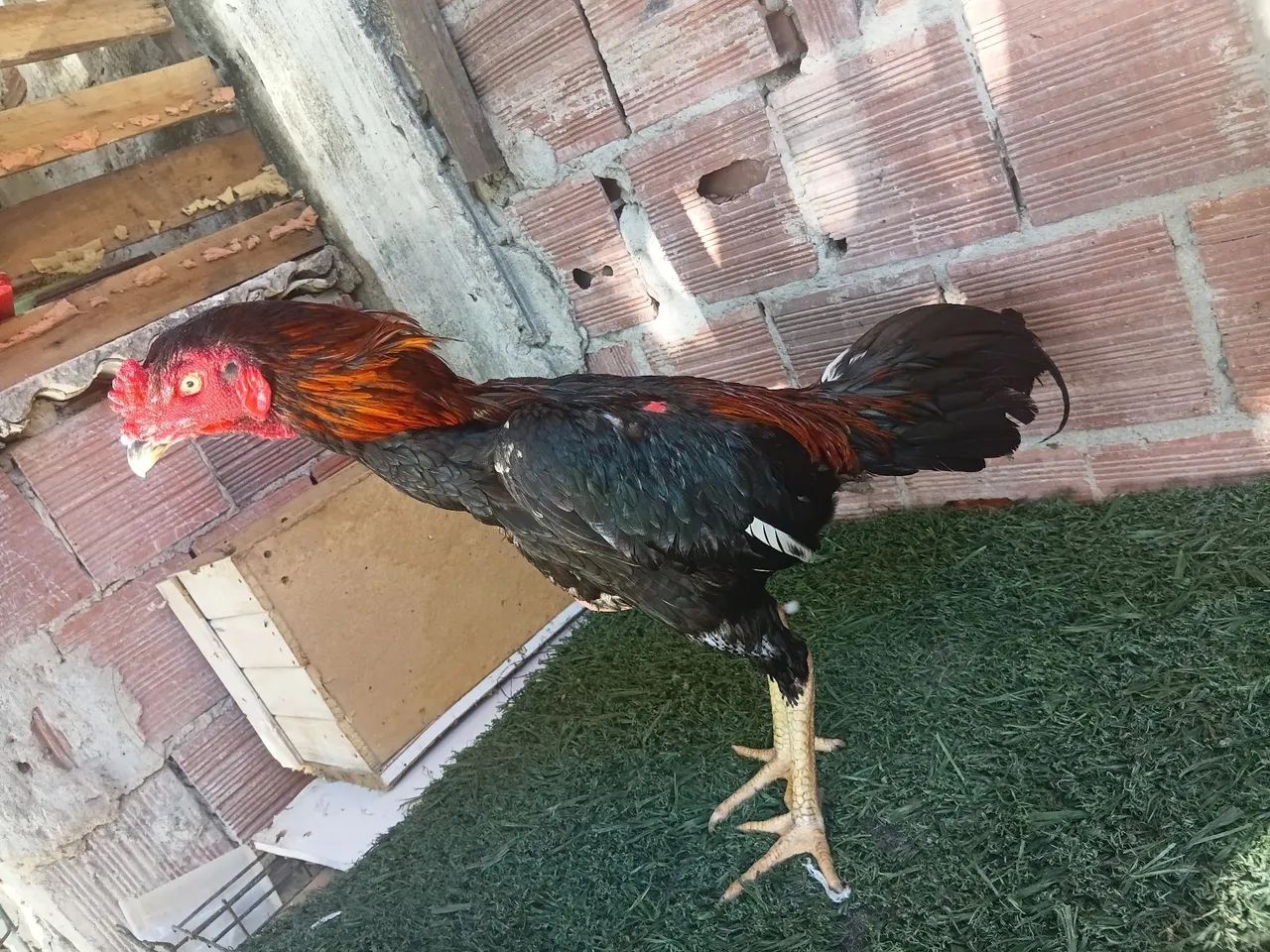 Frango indiano  - Foto 3
