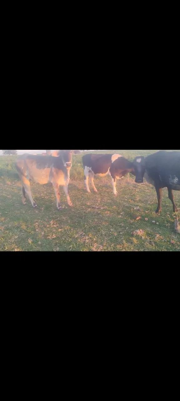 Vacas - Foto 2