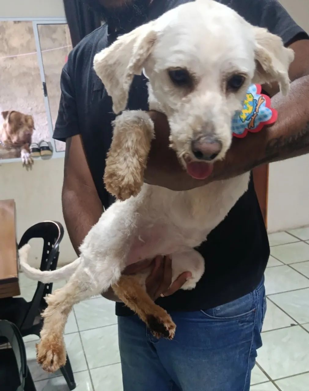 Cachorro 