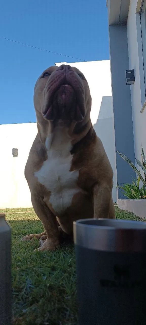 American Bully - Foto 3