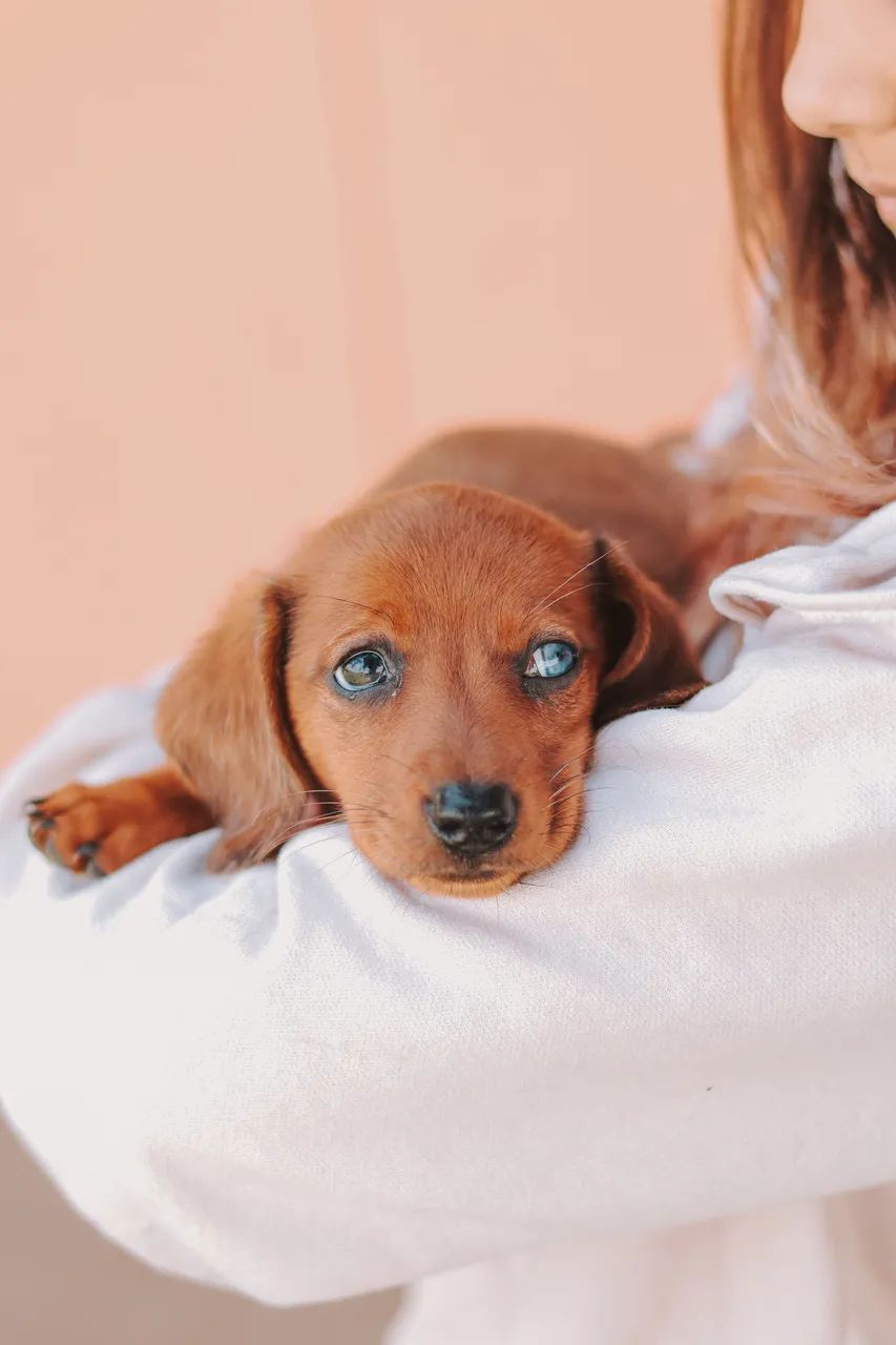 Dachshund  - Foto 2