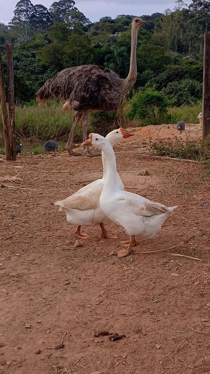 Ganso sinaleiro 
