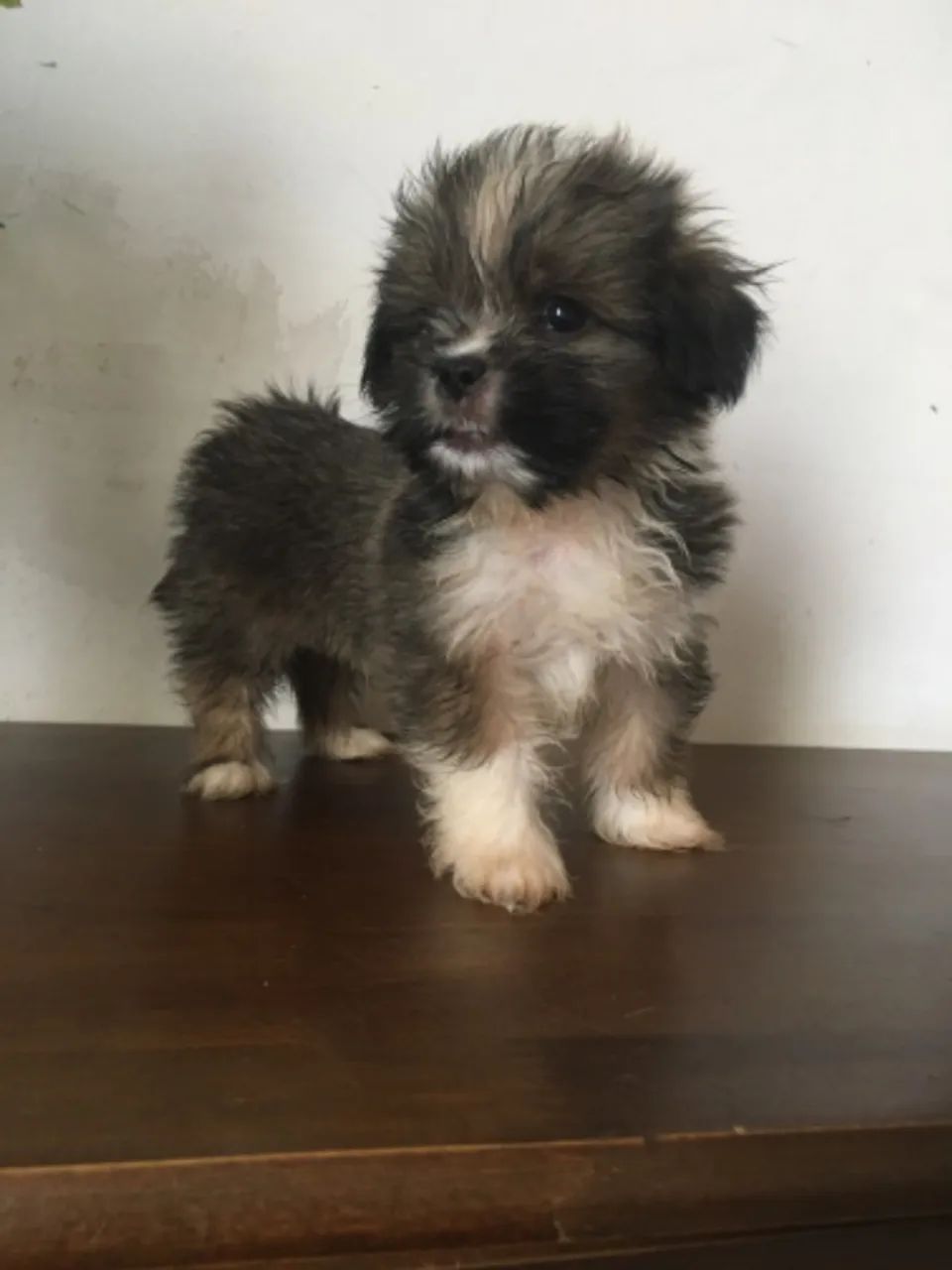 Filhotes Lhasa Apso - Foto 5