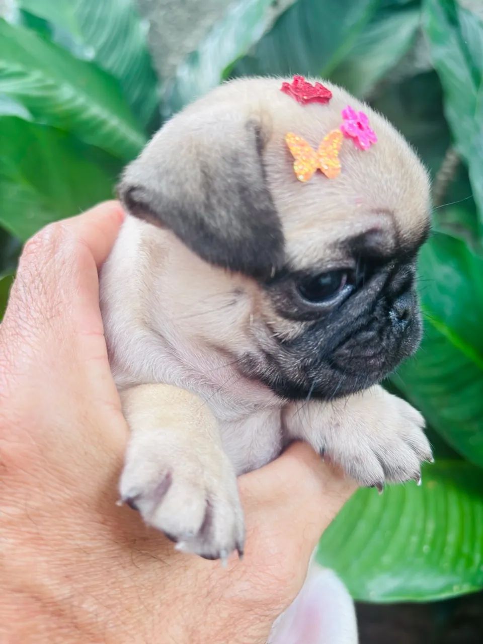 Pug fêmea 