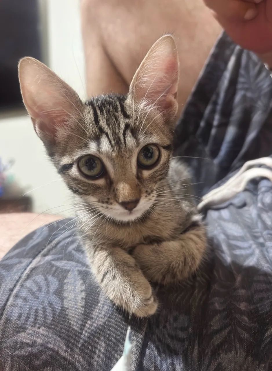Doação de filhotes de gato  - Foto 4